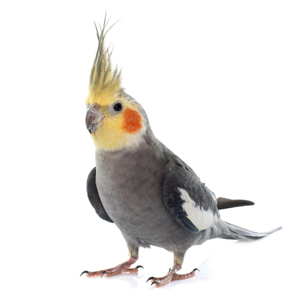 Pássaros